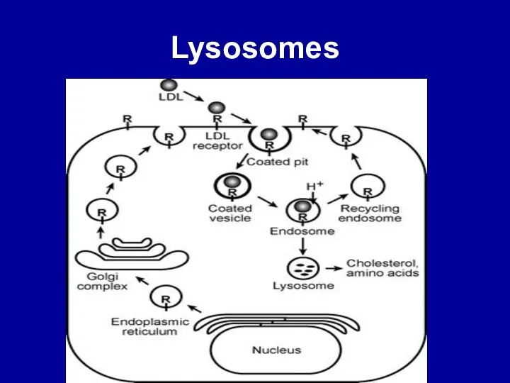 Lysosomes