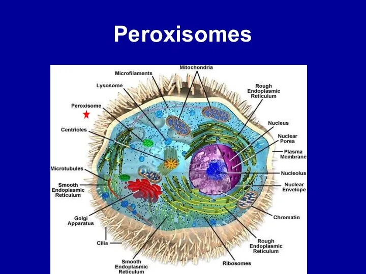 Peroxisomes