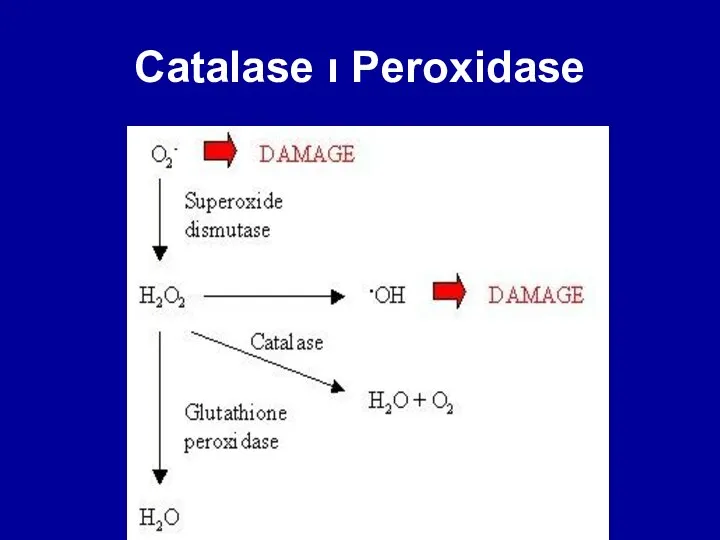 Peroxidase ו Catalase