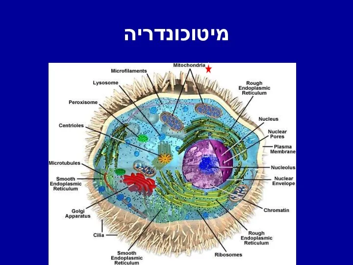 מיטוכונדריה