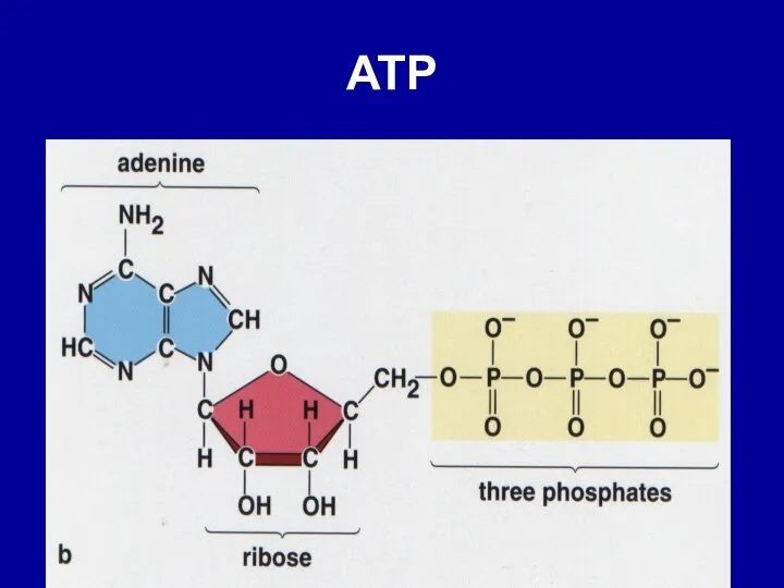 ATP