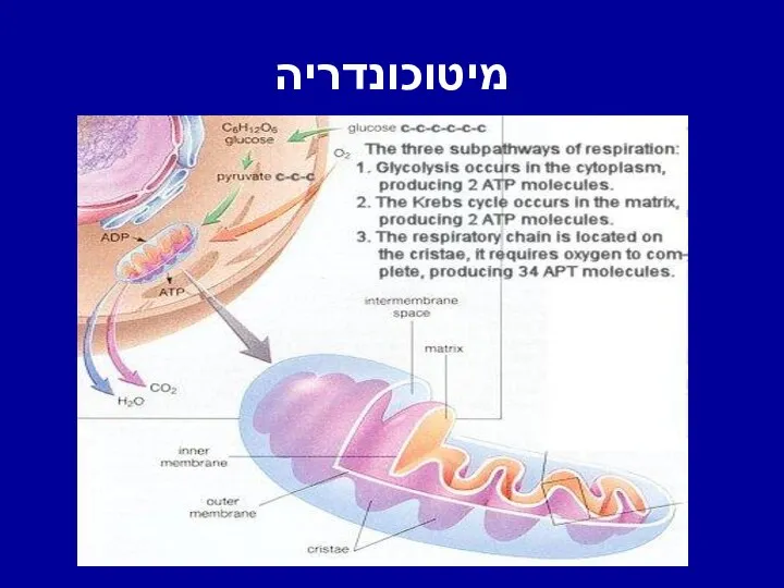 מיטוכונדריה