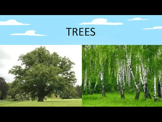 TREES