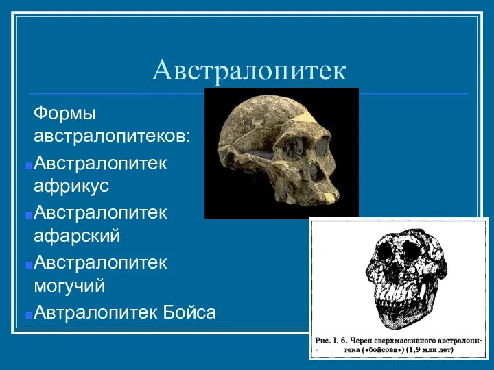 Австралопитек Формы австралопитеков: Австралопитек африкус Австралопитек афарский Австралопитек могучий Автралопитек Бойса