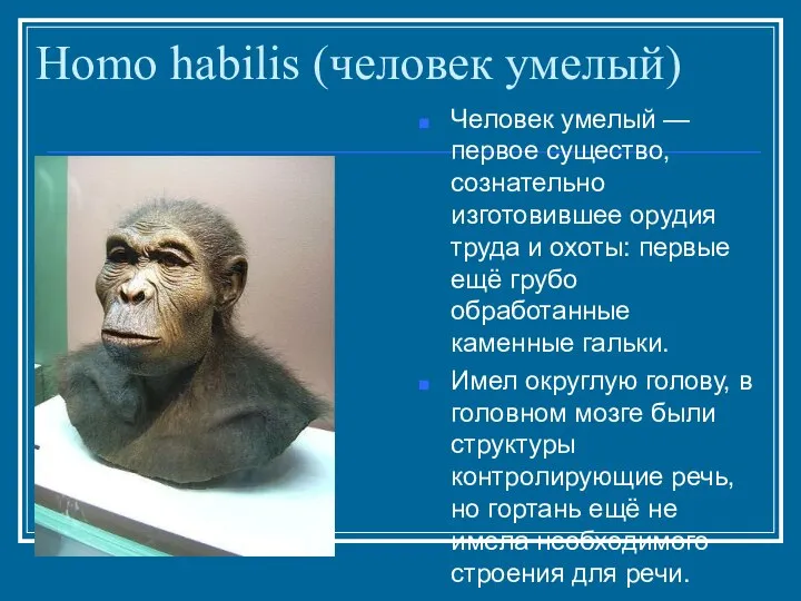 Homo habilis (человек умелый) Человек умелый — первое существо, сознательно изготовившее