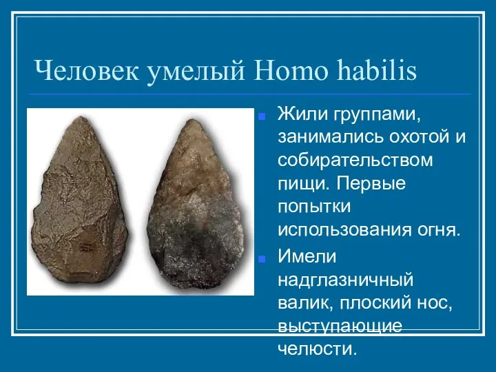 Человек умелый Homo habilis Жили группами, занимались охотой и собирательством пищи.