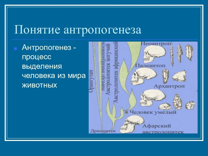 Понятие антропогенеза Антропогенез - процесс выделения человека из мира животных