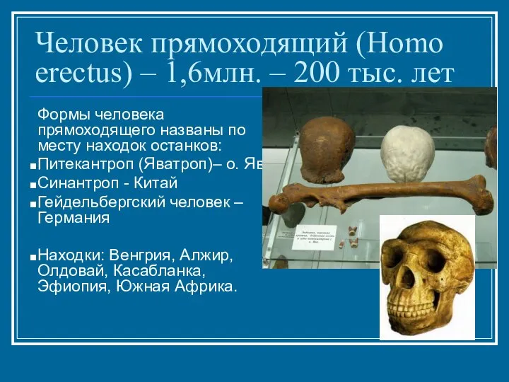 Человек прямоходящий (Homo erectus) – 1,6млн. – 200 тыс. лет Формы