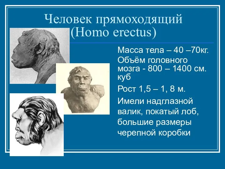 Человек прямоходящий (Homo erectus) Масса тела – 40 –70кг. Объём головного