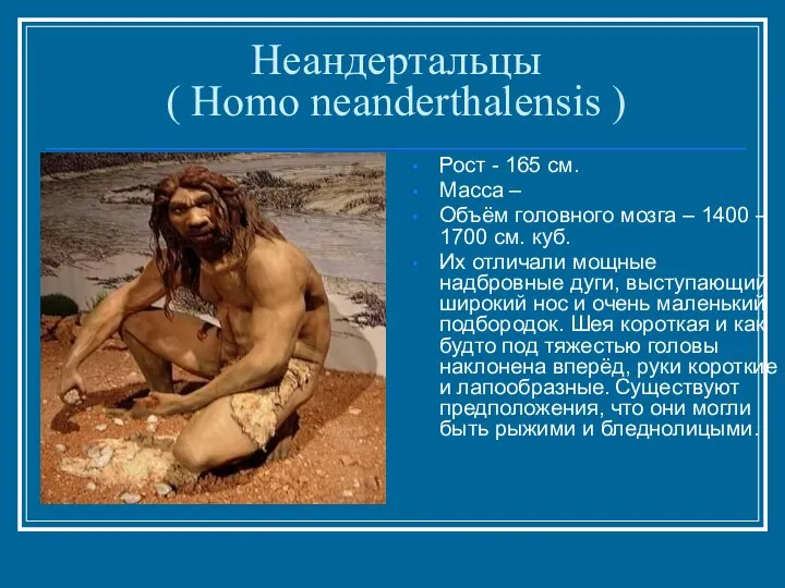 Неандертальцы ( Homo neanderthalensis ) Рост - 165 см. Масса –