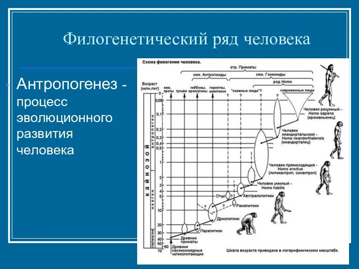 Филогенетический ряд человека Антропогенез - процесс эволюционного развития человека