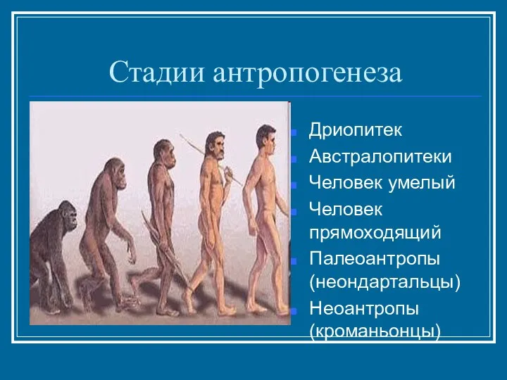 Стадии антропогенеза Дриопитек Австралопитеки Человек умелый Человек прямоходящий Палеоантропы (неондартальцы) Неоантропы (кроманьонцы)