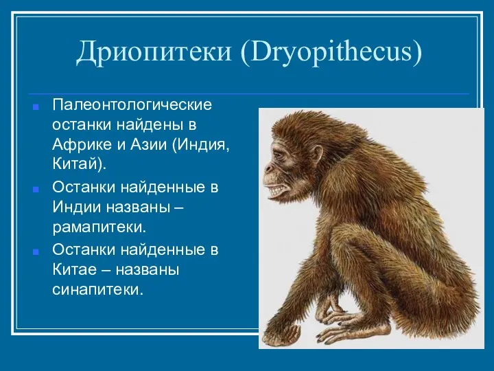 Дриопитеки (Dryopithecus) Палеонтологические останки найдены в Африке и Азии (Индия, Китай).