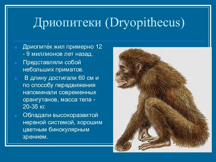 Дриопитеки (Dryopithecus) Дриопите́к жил примерно 12 - 9 миллионов лет назад.