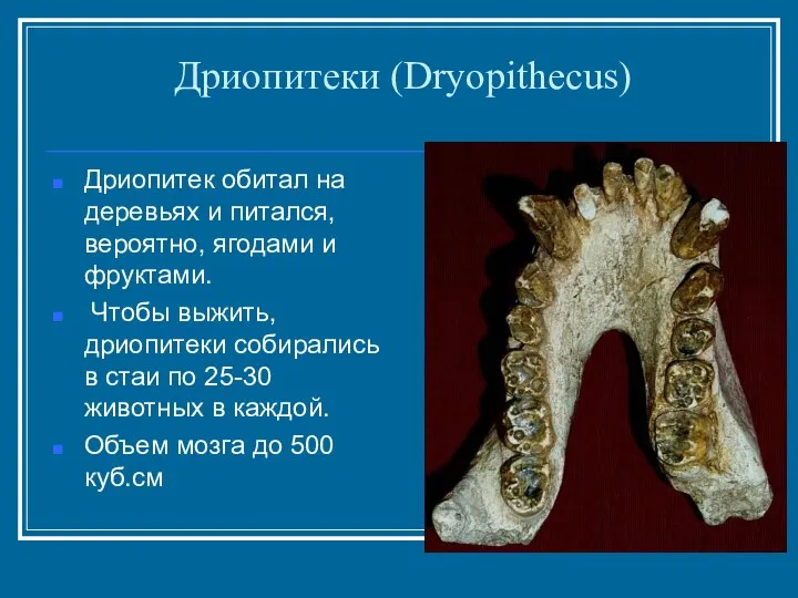 Дриопитеки (Dryopithecus) Дриопитек обитал на деревьях и питался, вероятно, ягодами и