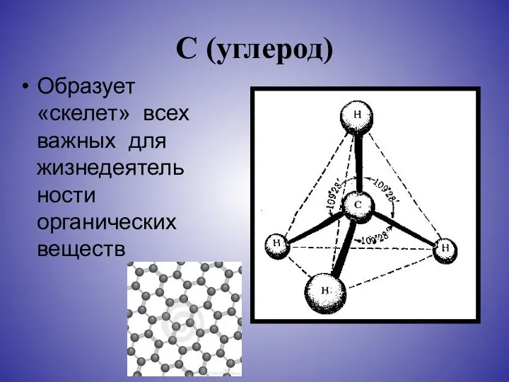 С (углерод) Образует «скелет» всех важных для жизнедеятельности органических веществ