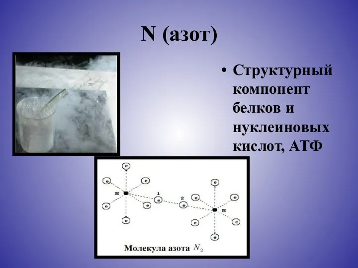 N (азот) Структурный компонент белков и нуклеиновых кислот, АТФ