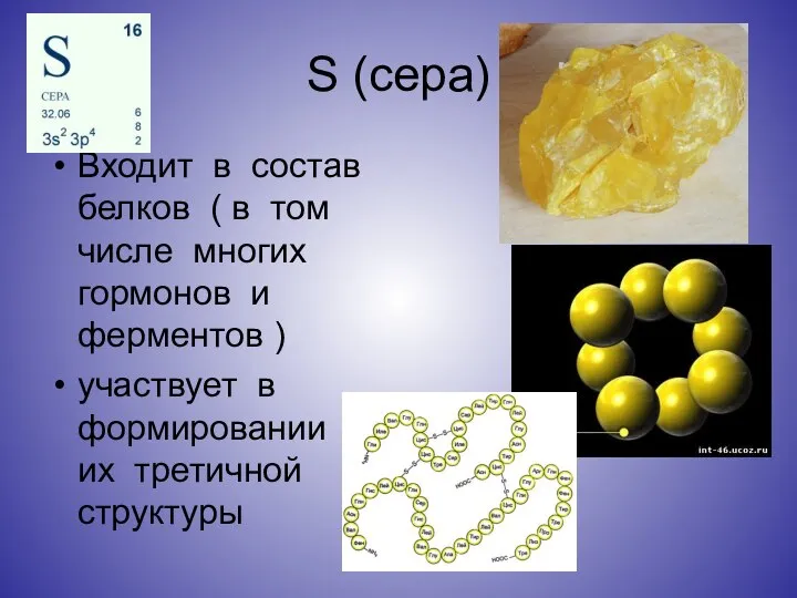 S (сера) Входит в состав белков ( в том числе многих