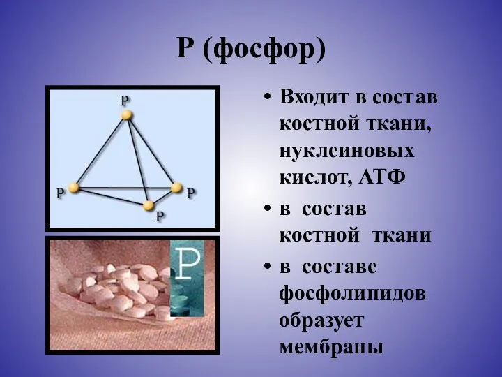 Р (фосфор) Входит в состав костной ткани, нуклеиновых кислот, АТФ в