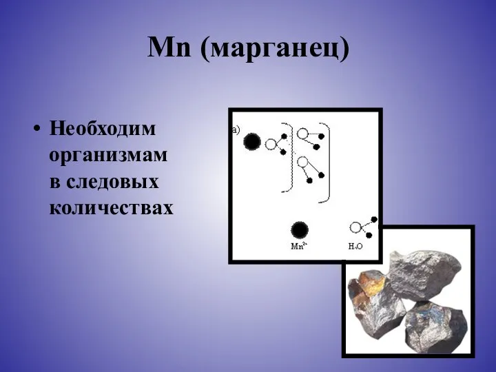 Mn (марганец) Необходим организмам в следовых количествах