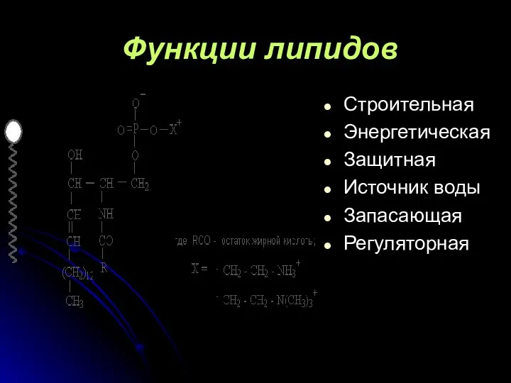 Функции липидов Строительная Энергетическая Защитная Источник воды Запасающая Регуляторная