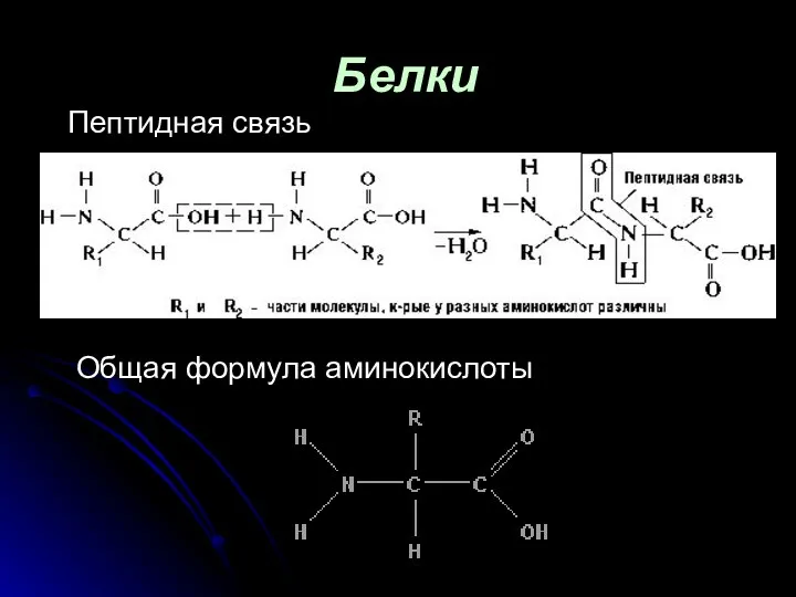 Белки Пептидная связь Общая формула аминокислоты