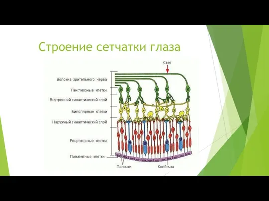 Строение сетчатки глаза