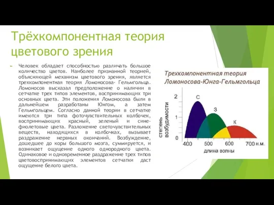 Трёхкомпонентная теория цветового зрения Человек обладает способностью различать большое количество цветов.