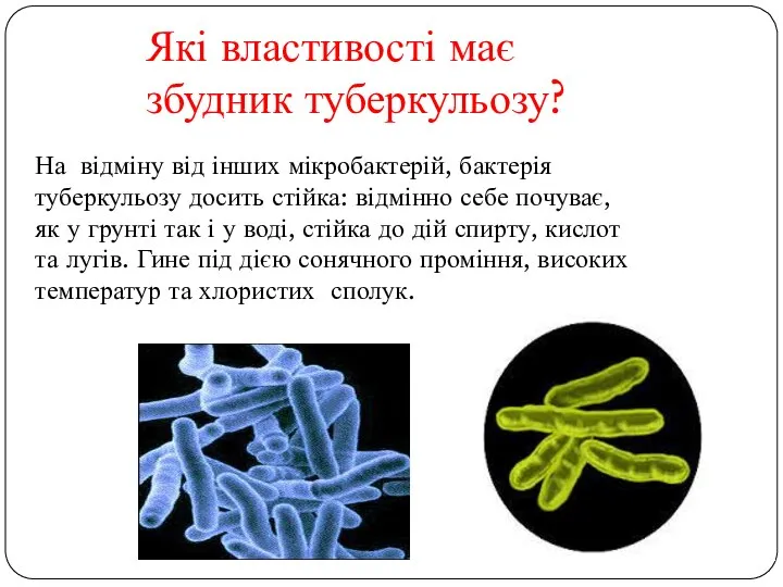Які властивості має збудник туберкульозу? На відміну від інших мікробактерій, бактерія
