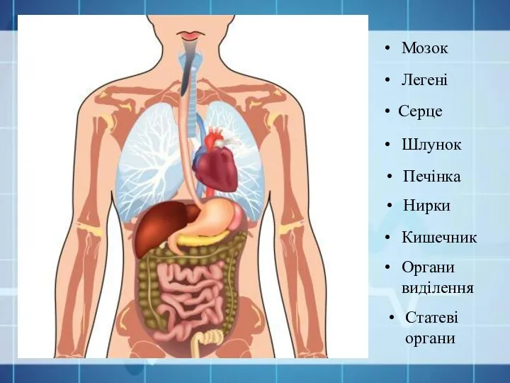 Серце Легені Печінка Шлунок Нирки Статеві органи Кишечник Органи виділення Мозок