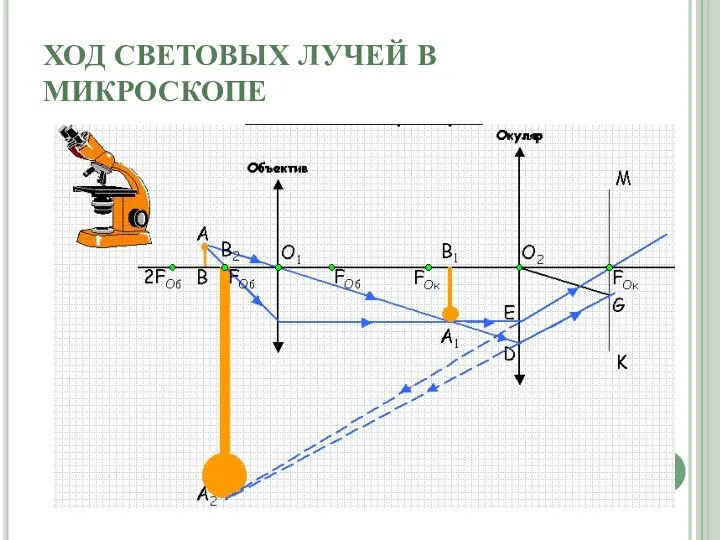 ХОД СВЕТОВЫХ ЛУЧЕЙ В МИКРОСКОПЕ