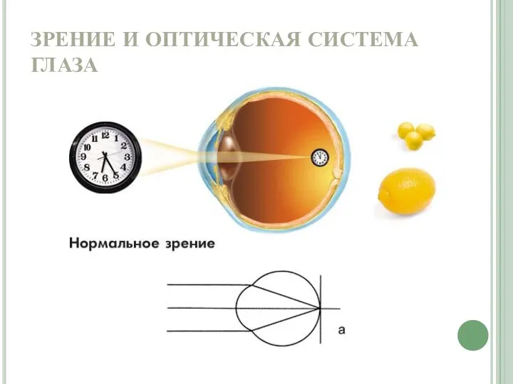 ЗРЕНИЕ И ОПТИЧЕСКАЯ СИСТЕМА ГЛАЗА