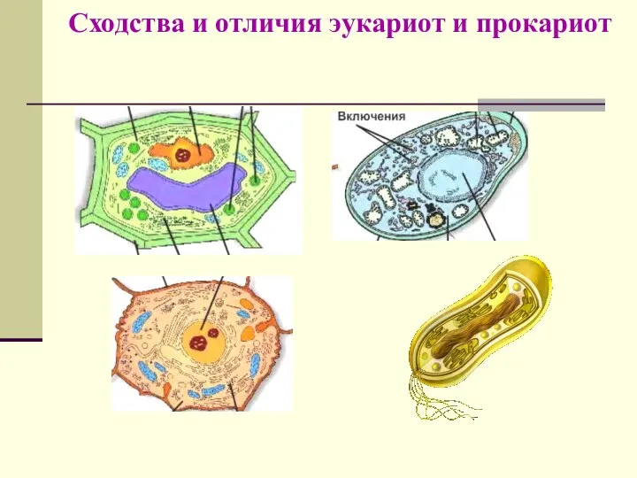 Сходства и отличия эукариот и прокариот