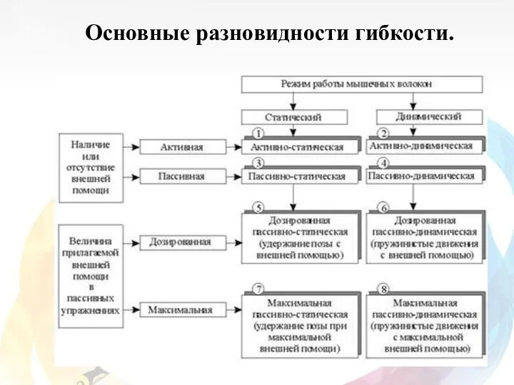 Основные разновидности гибкости.