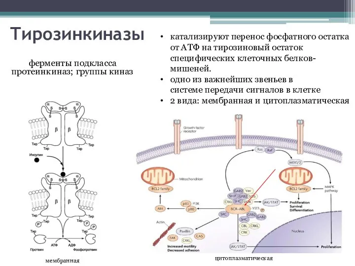 Тирозинкиназы ферменты подкласса протеинкиназ; группы киназ катализируют перенос фосфатного остатка от