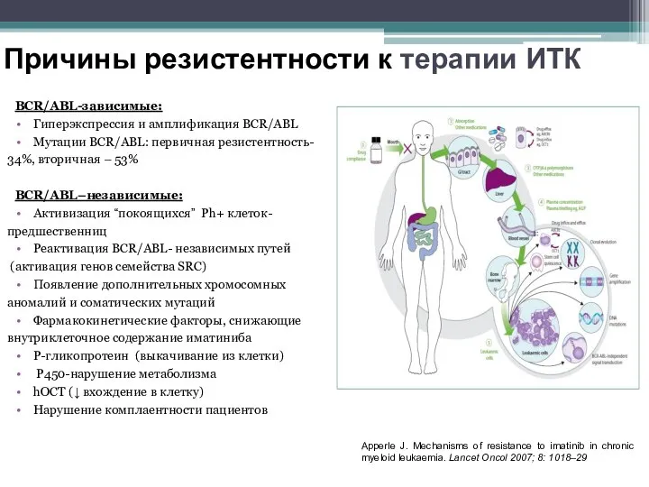 Причины резистентности к терапии ИТК BCR/ABL-зависимые: Гиперэкспрессия и амплификация BCR/ABL Мутации