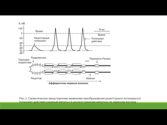 Рис. 2. Схематическое представление механизма преобразования рецепторного потенциала в потенциал действия