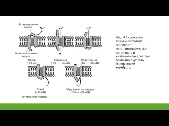 Рис. 4. Положение ворот и состояние активности потенциалзависимых натриевого и калиевого