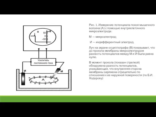 Рис. 1. Измерение потенциала покоя мышечного волокна (А) с помощью внутриклеточного