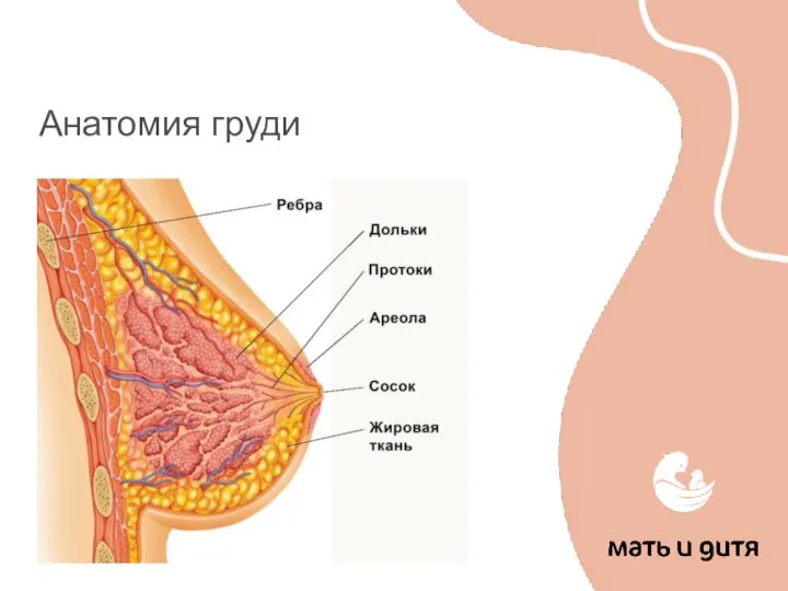 Анатомия груди