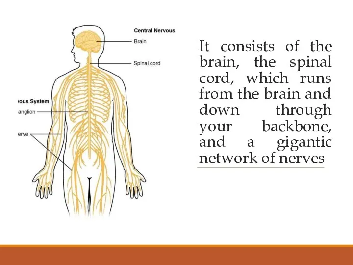 It consists of the brain, the spinal cord, which runs from