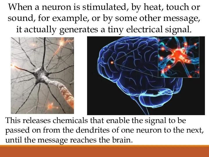 When a neuron is stimulated, by heat, touch or sound, for