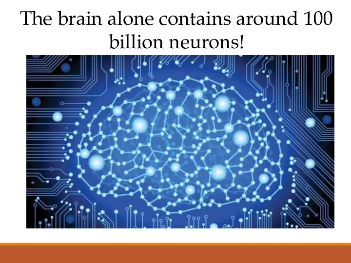 The brain alone contains around 100 billion neurons!