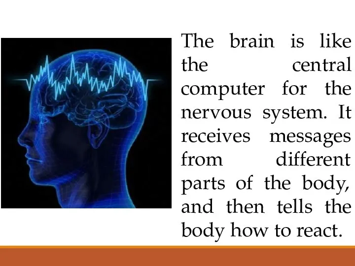 The brain is like the central computer for the nervous system.