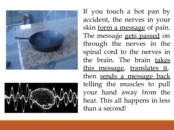 If you touch a hot pan by accident, the nerves in