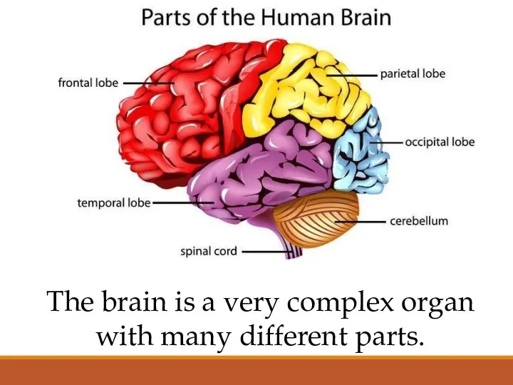 The brain is a very complex organ with many different parts.