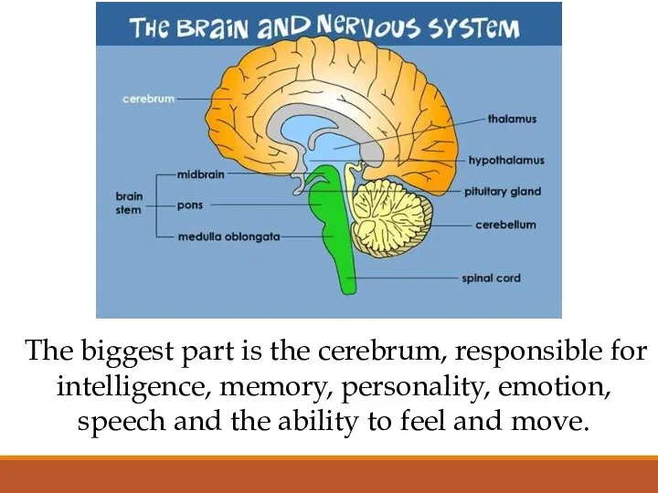 The biggest part is the cerebrum, responsible for intelligence, memory, personality,