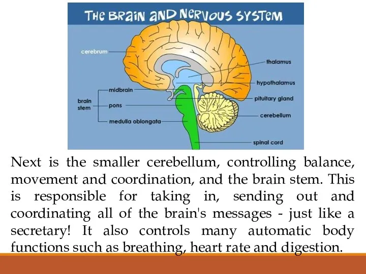 Next is the smaller cerebellum, controlling balance, movement and coordination, and