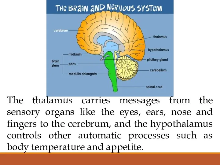The thalamus carries messages from the sensory organs like the eyes,