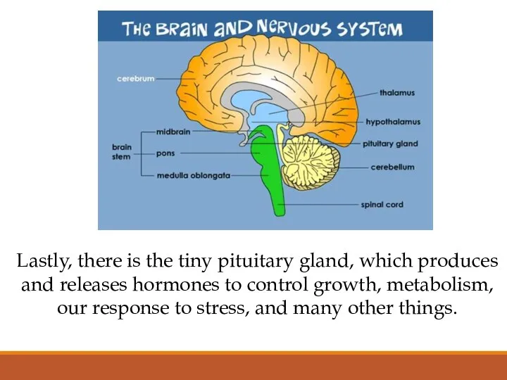 Lastly, there is the tiny pituitary gland, which produces and releases